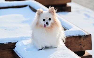 Products For A Shiny Coat Of Fur Hair For Pets