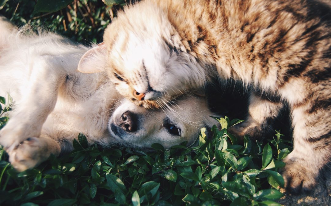 All Things You Need to Know About Pet Communication