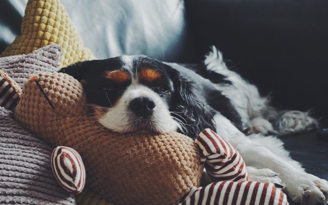 Benefits of Pet Cushion